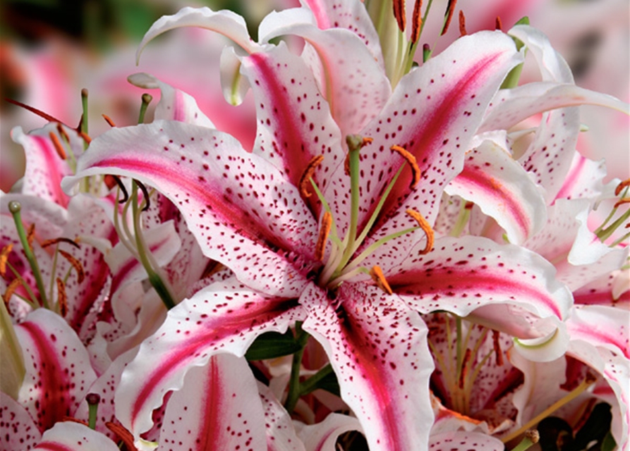 Orientalische Lilien, Grün erleben, Blumenzwiebeln - Edelkamp Gartencenter