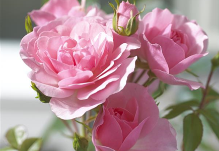 INFO-BROSCHüREN INFO-BROSCHüREN