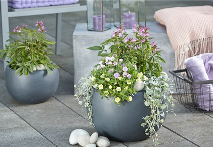 PFLANZGEFäSSE PFLANZGEFäSSE