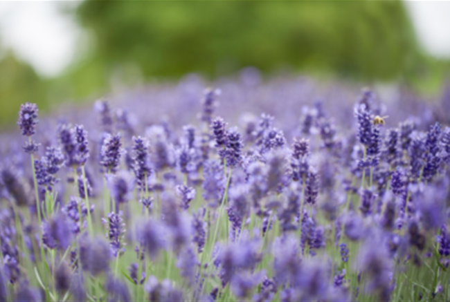 LAVENDEL