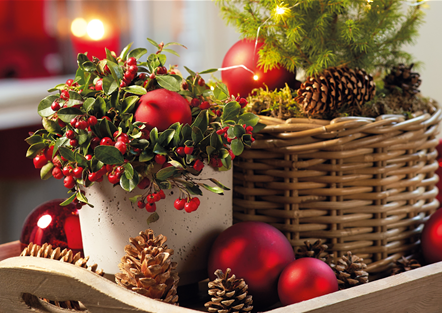 WINTERZAUBER AUF BALKON & TERRASSE!  WINTERZAUBER AUF BALKON & TERRASSE!