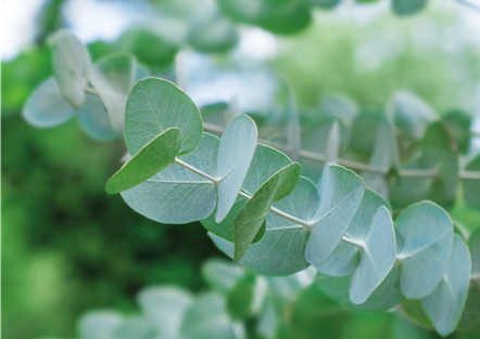 PFLANZE DES MONATS NOVEMBER: EUKALYPTUS PFLANZE DES MONATS NOVEMBER: EUKALYPTUS