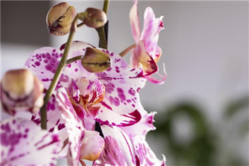 Orchideen Orchideen
