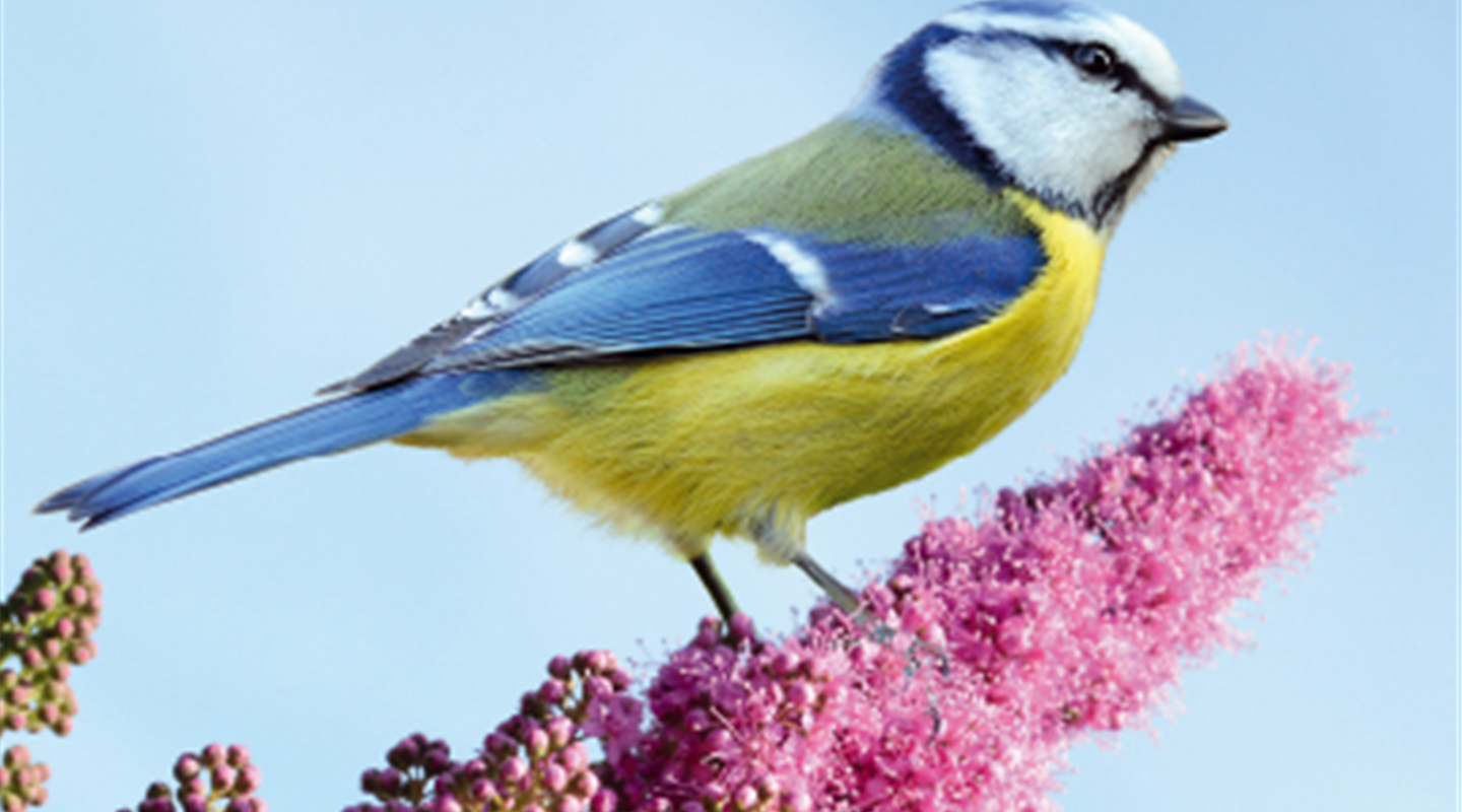 DER UMWELT ZULIEBE - FÜTTERN SIE GANZJÄHRIG DER UMWELT ZULIEBE - FÜTTERN SIE GANZJÄHRIG