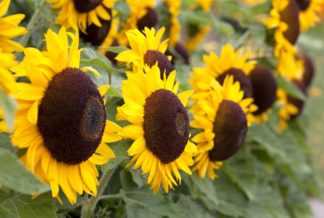 DIE TOP 8 DER HERBSTBLUMEN