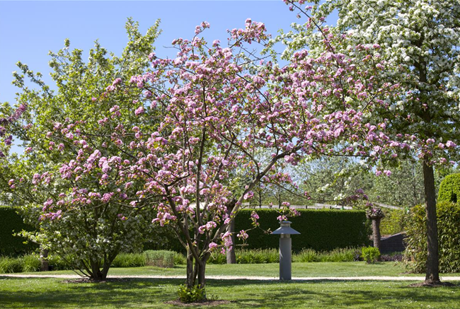 OBSTGEHöLZE RICHTIG SCHNEIDEN
