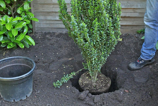 Stechpalme - Einpflanzen im Garten Stechpalme - Einpflanzen im Garten