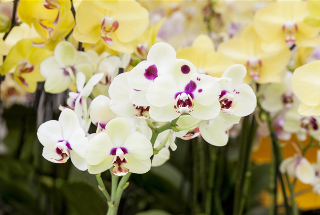 ORCHIDEEN: FREILANDAUFENTHALT IM SOMMER
