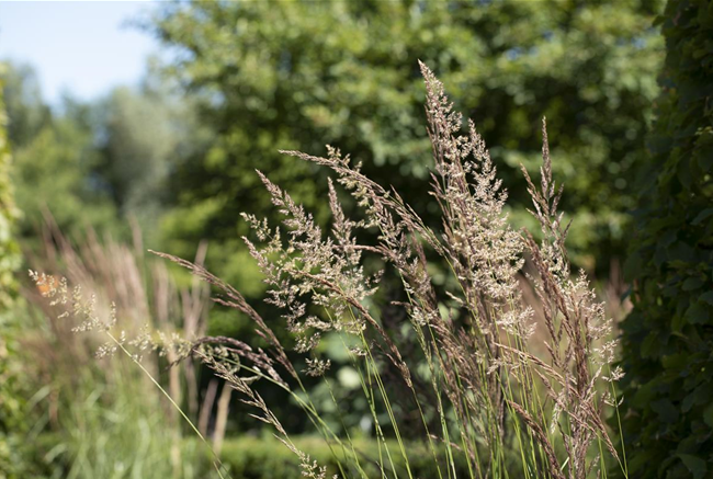 WIE GRäSER DEN GARTEN AUFWERTEN!