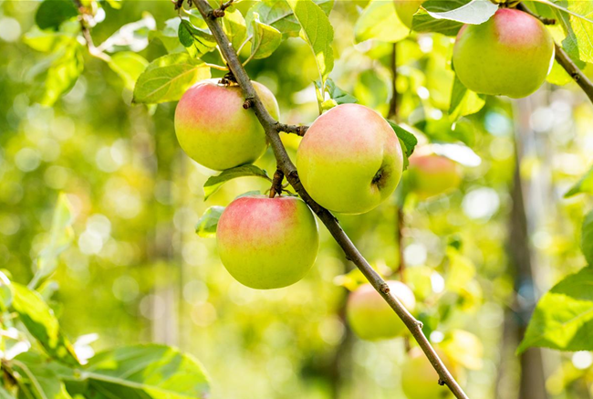 STREUOBSTWIESE - GESUNDHEIT ZUM SELBERPFLüCKEN