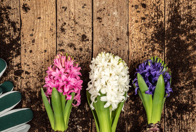 DER FRüHLING WIRD BUNT