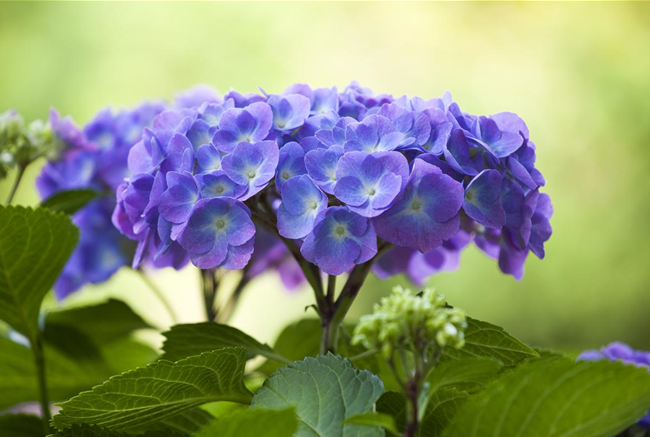 DIE HORTENSIE - DER SCHöNE GARTENKLASSIKER