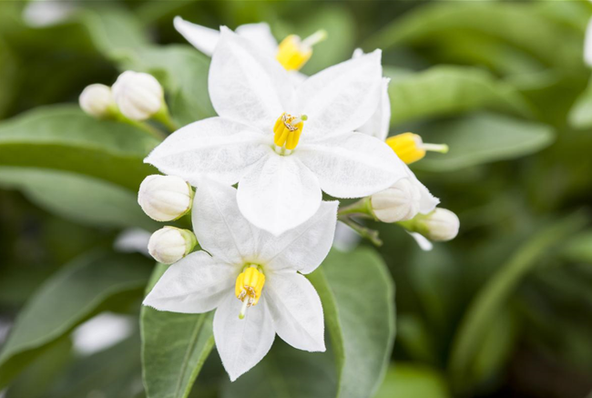 DER SOMMERJASMIN!