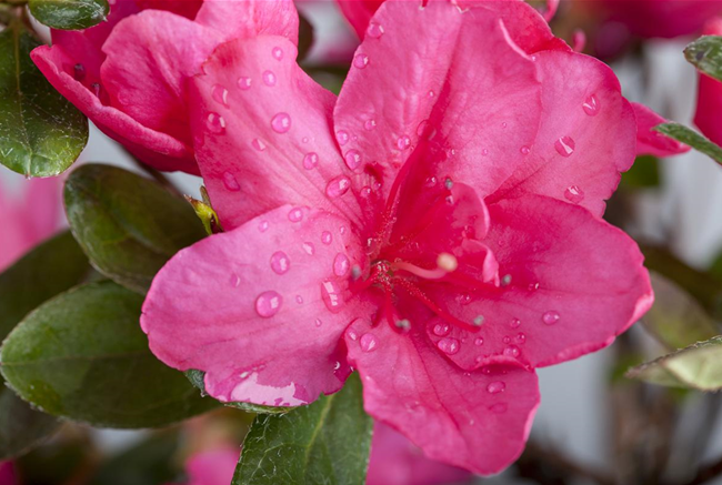 DIE ZIMMERAZALEE  DIE ZIMMERAZALEE