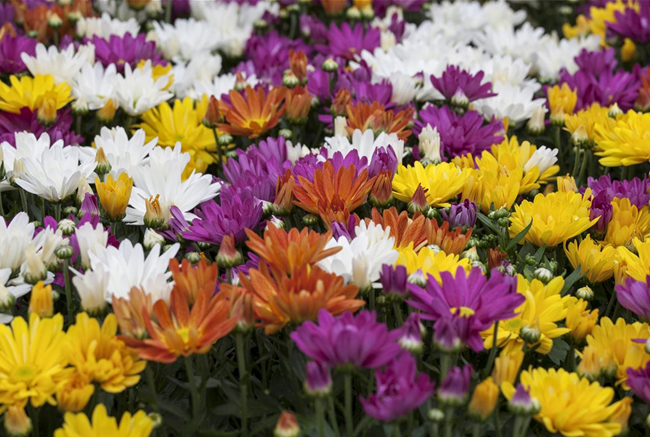 CHRYSANTHEMEN IN FARBEN UND FORMEN