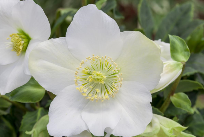 CHRISTROSEN  CHRISTROSEN